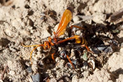 Cryptocheilus alternatus (Lepeletier, 1845)