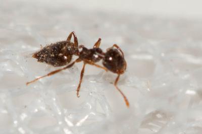  Crematogaster auberti Emery, 1869