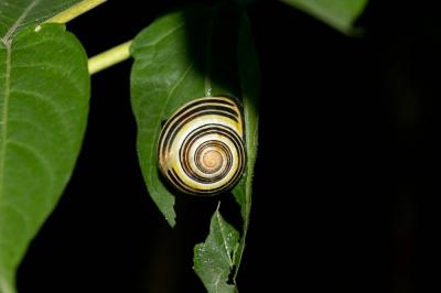 Escargot des haies Cepaea nemoralis (Linnaeus, 1758)