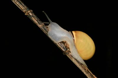 Escargot des haies Cepaea nemoralis (Linnaeus, 1758)