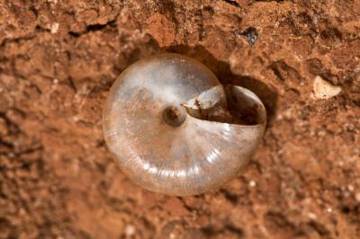 Grand luisant Oxychilus draparnaudi (H. Beck, 1837)