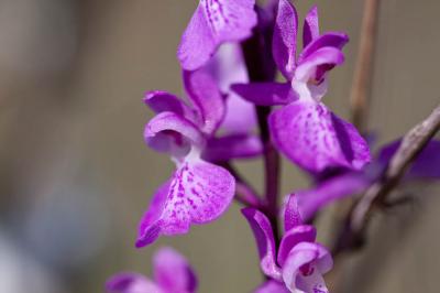 Orchis des marais Anacamptis palustris (Jacq.) R.M.Bateman, Pridgeon & M.W.Chase, 1997