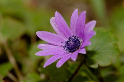 Anémone des jardins Anemone hortensis L., 1753