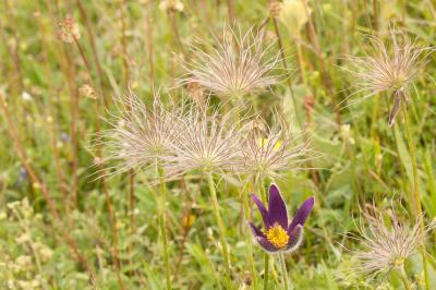 Pulsatille vulgaire Anemone pulsatilla L., 1753