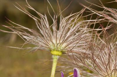 Pulsatille vulgaire Anemone pulsatilla L., 1753