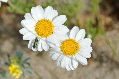Anthémis maritime, Camomille maritime Anthemis maritima L., 1753