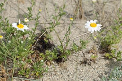 Anthémis maritime, Camomille maritime Anthemis maritima L., 1753