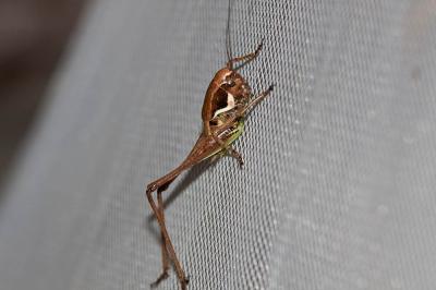Decticelle des roselières , Decticelle des friches Pholidoptera femorata (Fieber, 1853)