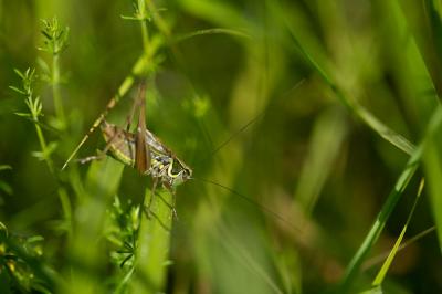  Roeseliana roeselii (Hagenbach, 1822)