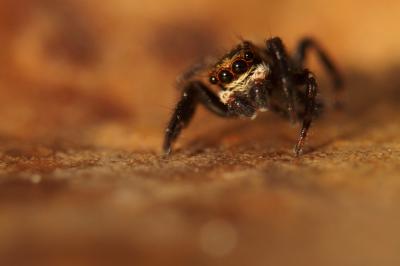  Pseudeuophrys erratica (Walckenaer, 1826)