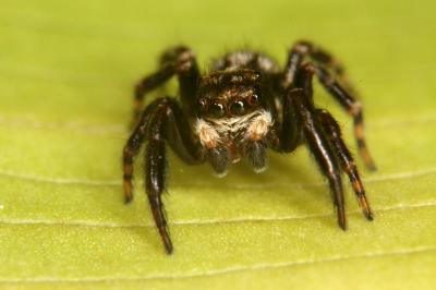  Pseudeuophrys erratica (Walckenaer, 1826)