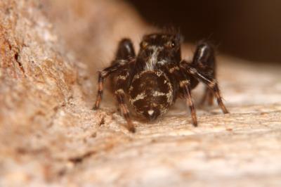  Pseudeuophrys erratica (Walckenaer, 1826)