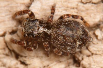  Pseudeuophrys erratica (Walckenaer, 1826)