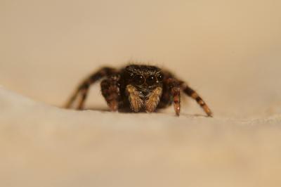  Pseudeuophrys erratica (Walckenaer, 1826)