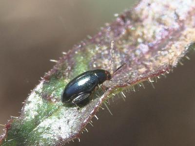  Psylliodes chrysocephala (Linnaeus, 1758)