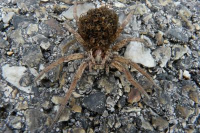 Lycose tarentuline Hogna radiata (Latreille, 1817)