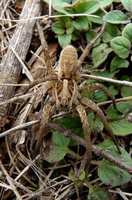 Lycose tarentuline Hogna radiata (Latreille, 1817)
