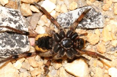 Lycose tarentuline Hogna radiata (Latreille, 1817)