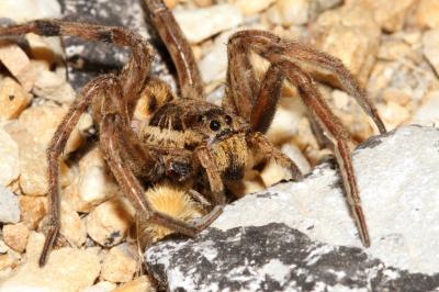Lycose tarentuline Hogna radiata (Latreille, 1817)