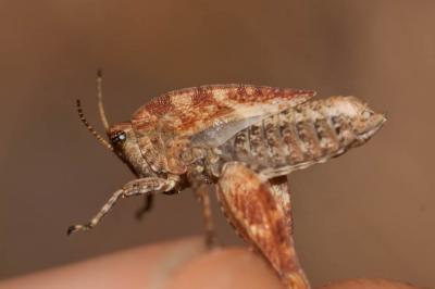Tétrix des carrières, Tétrix des sablières Tetrix tenuicornis (Sahlberg, 1891)