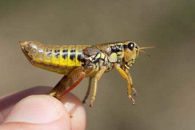  Podisma pedestris (Linnaeus, 1758)