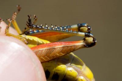  Podisma pedestris (Linnaeus, 1758)