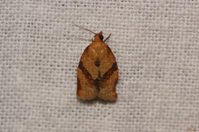  Clepsis consimilana (Hübner, 1817)