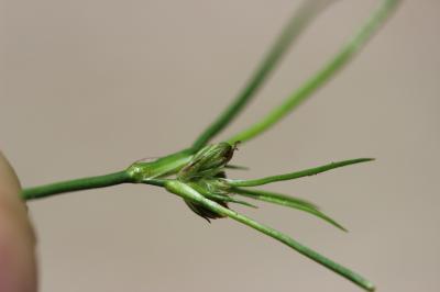 Jonc couché, Jonc bulbeux Juncus bulbosus L., 1753