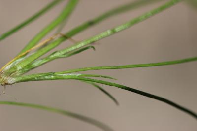Jonc couché, Jonc bulbeux Juncus bulbosus L., 1753