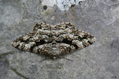 Boarmie ombrée (La) Peribatodes umbraria (Hübner, 1809)