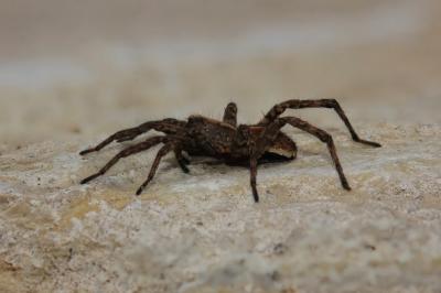 Lycose renard Alopecosa cuneata (Clerck, 1758)