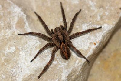Lycose renard Alopecosa cuneata (Clerck, 1758)