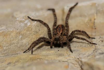 Lycose renard Alopecosa cuneata (Clerck, 1758)