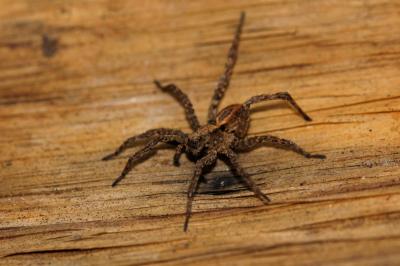 Lycose renard Alopecosa cuneata (Clerck, 1758)