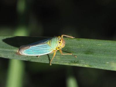 Cicadelle verte Cicadella viridis (Linnaeus, 1758)