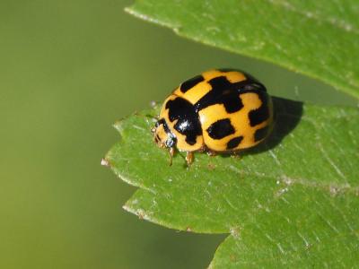 Coccinelle à damier, Coccinelle à 14 points Propylea quatuordecimpunctata (Linnaeus, 1758)