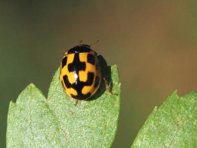 Coccinelle à damier, Coccinelle à 14 points Propylea quatuordecimpunctata (Linnaeus, 1758)