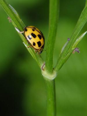 Coccinelle à damier, Coccinelle à 14 points Propylea quatuordecimpunctata (Linnaeus, 1758)