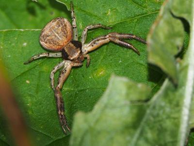 Xystique Xysticus 