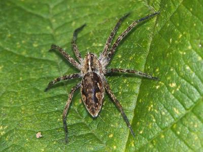 Pisaure admirable Pisaura mirabilis (Clerck, 1758)