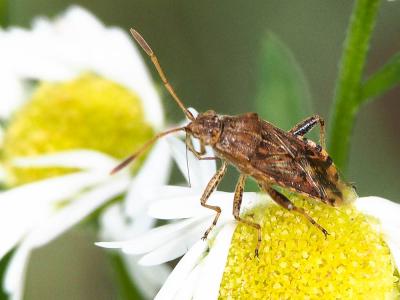  Stictopleurus punctatonervosus (Goeze, 1778)
