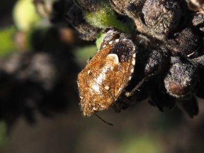  Staria lunata (Hahn, 1835)