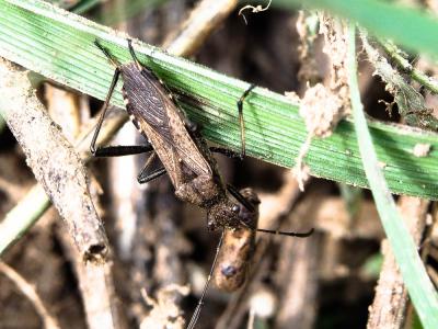 Alydus calcaratus (Linnaeus, 1758)