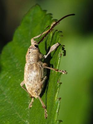 Charançons Curculionidae Latreille, 1802