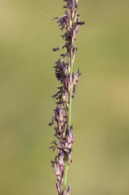 Molinie bleue Molinia caerulea (L.) Moench, 1794
