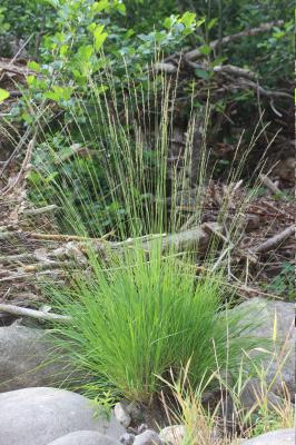 Molinie bleue Molinia caerulea (L.) Moench, 1794