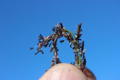 Molinie bleue Molinia caerulea (L.) Moench, 1794