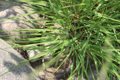 Molinie bleue Molinia caerulea (L.) Moench, 1794
