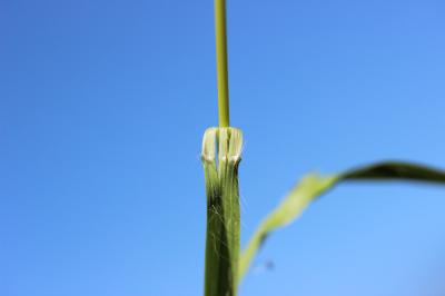 Molinie bleue Molinia caerulea (L.) Moench, 1794