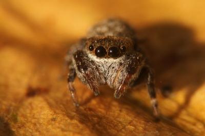  Bianor albobimaculatus (Lucas, 1846)